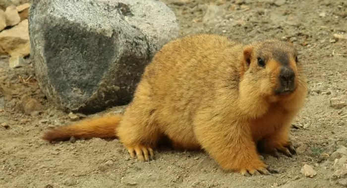 Гималайский сурок (Marmota himalayana) Гималайский сурок (Marmota himalayana) фото