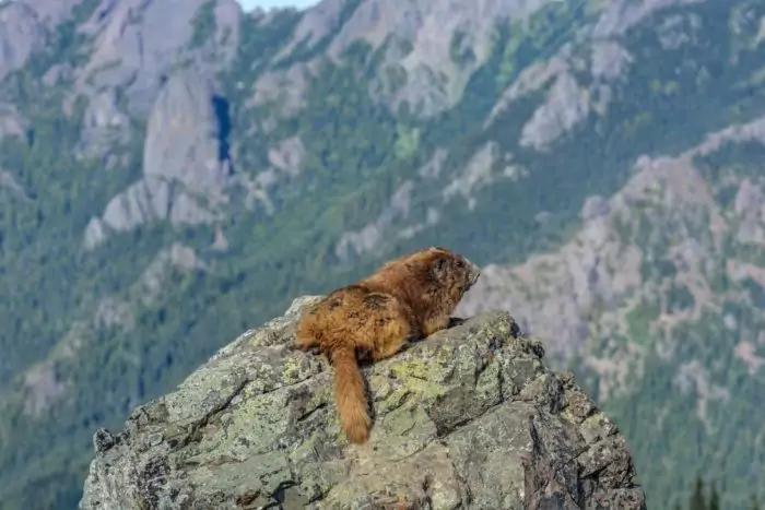 Олимпийский сурок (Marmota olympus) Олимпийский сурок (Marmota olympus) фото