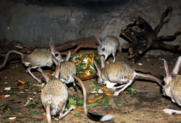 Размножение тушканчика Размножение тушканчика фото