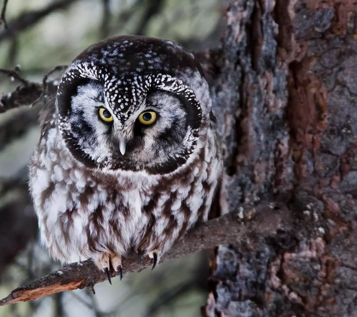 Мохноногий сыч Птицы Крыма Мохноногий сыч Птицы Крыма