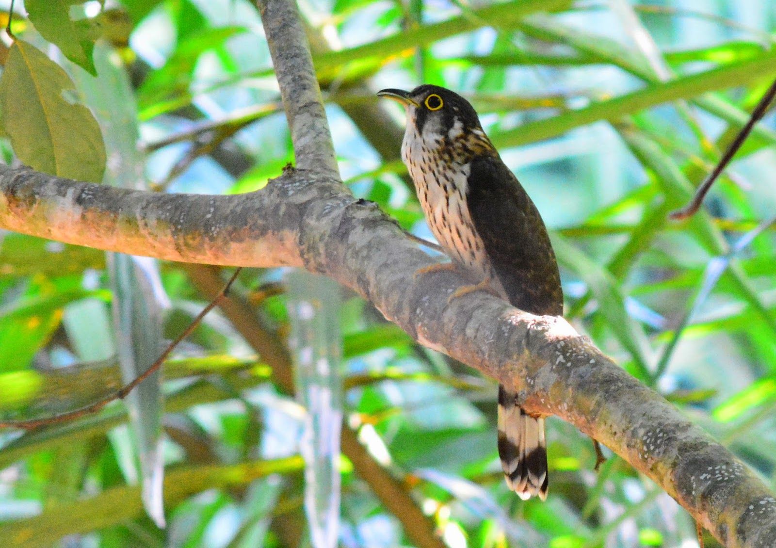 Cuculus (Hierococcyx) vagans бородатая кукушка