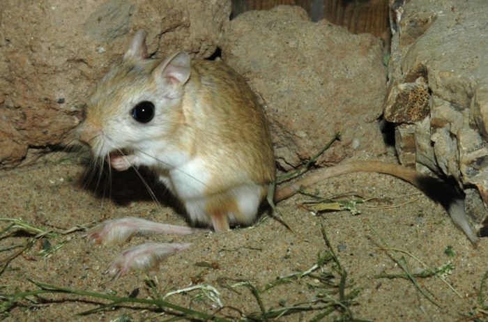 Мохноногий тушканчик или тушканчик-стрела (Dipus sagitta) Мохноногий тушканчик или тушканчик-стрела (Dipus sagitta) фото