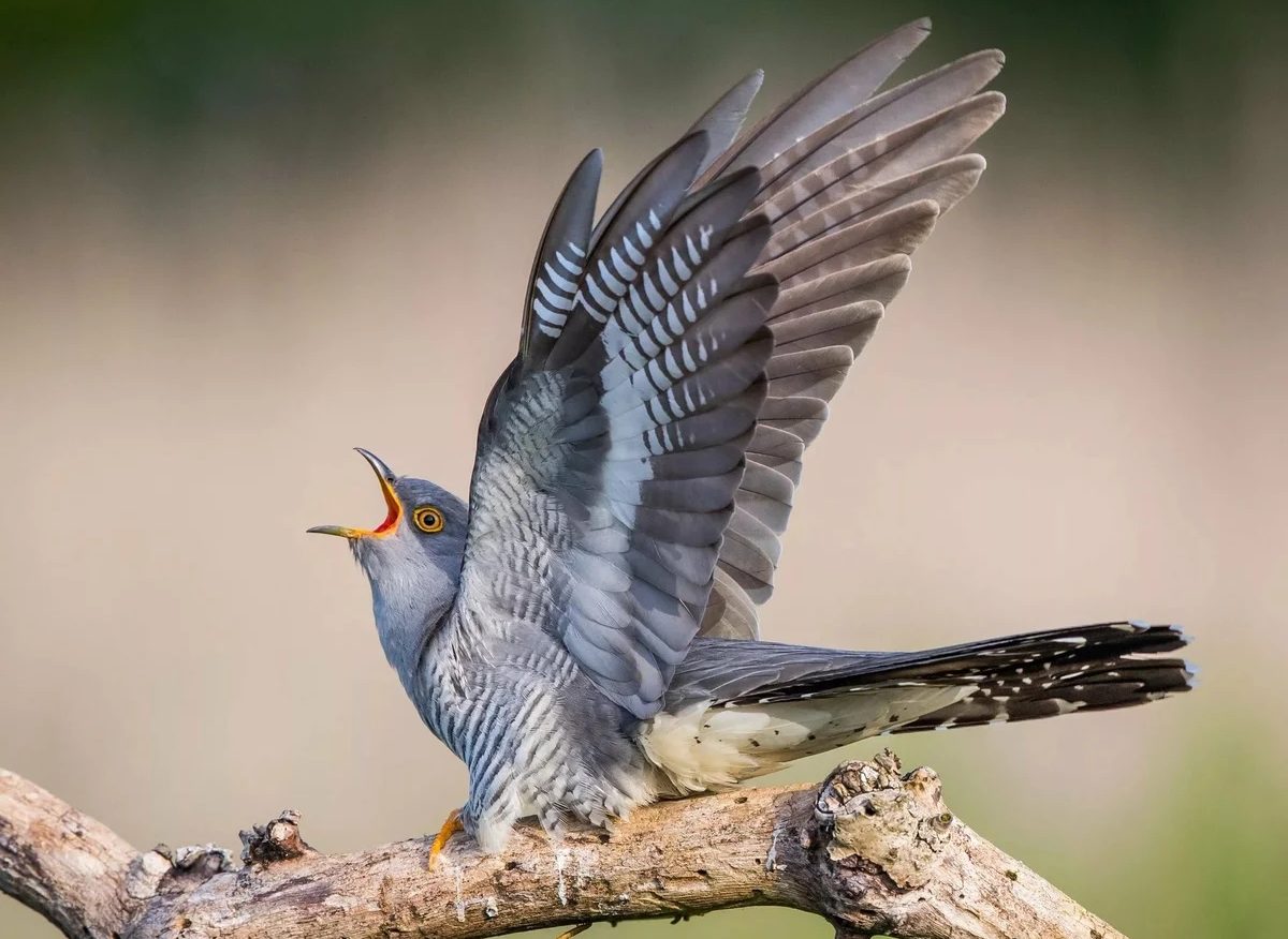 Вокализация кукушек самец кукушки