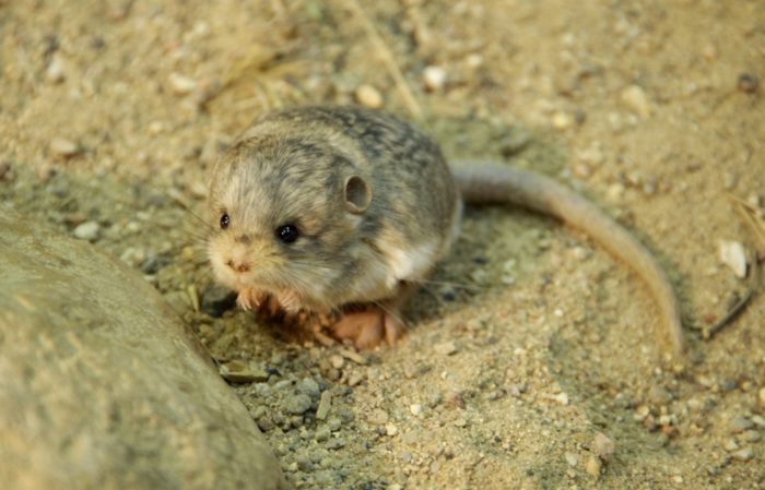 Пятипалый карликовый тушканчик (Cardiocranius paradoxus) Пятипалый карликовый тушканчик (Cardiocranius paradoxus) фото