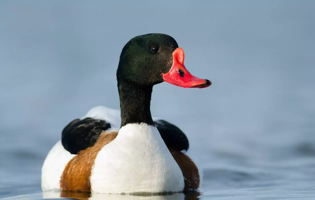 Пеганка Птицы Крыма Пеганка Птицы Крыма