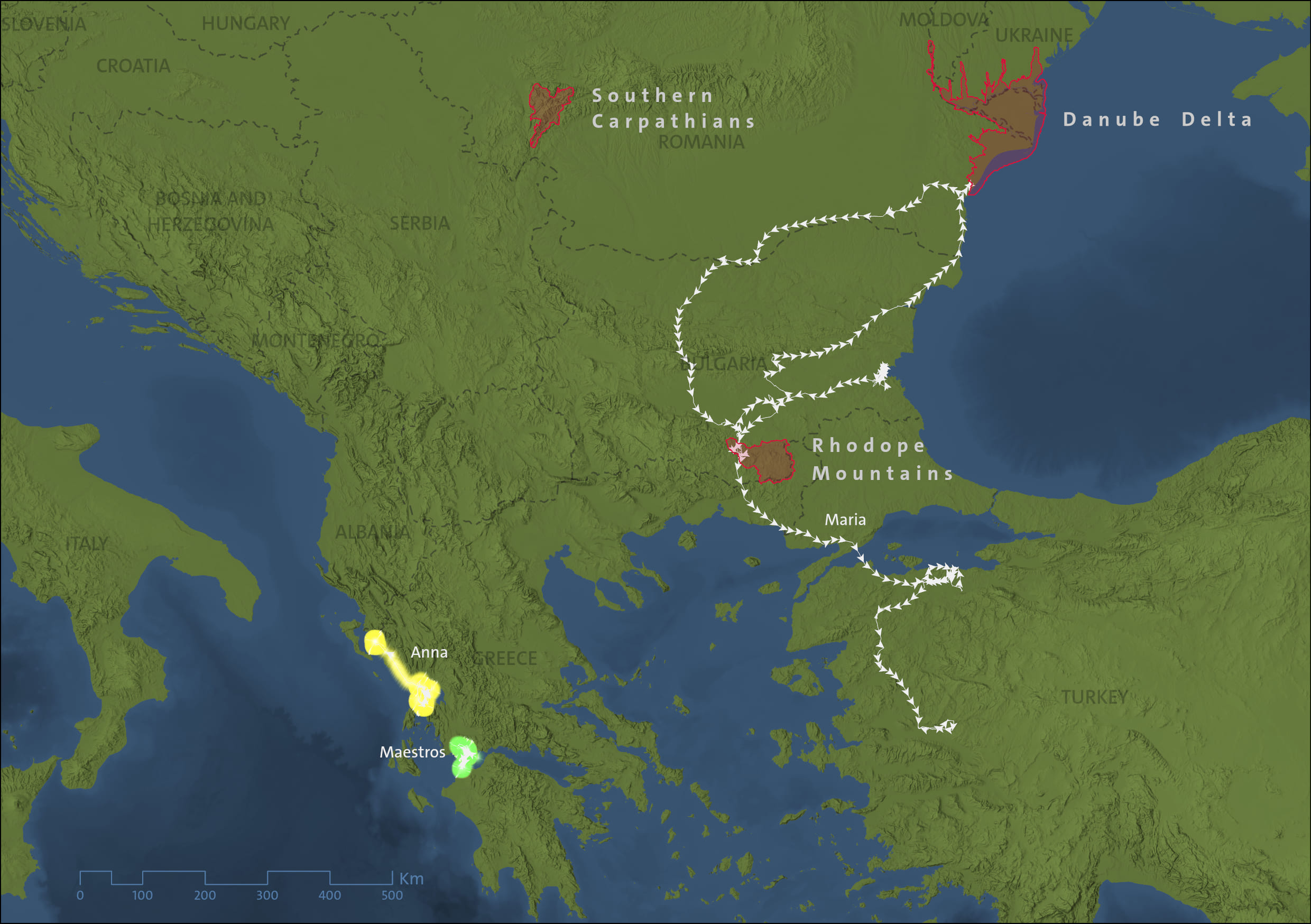 Миграция кудрявого пеликана пеликан кудрявый сообщение