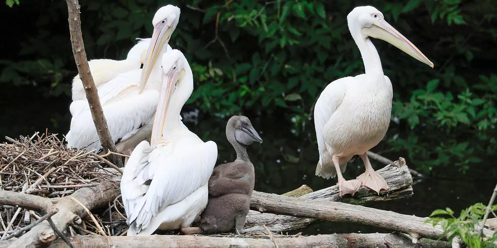 Птенцы розового пеликана птенец розового пеликана