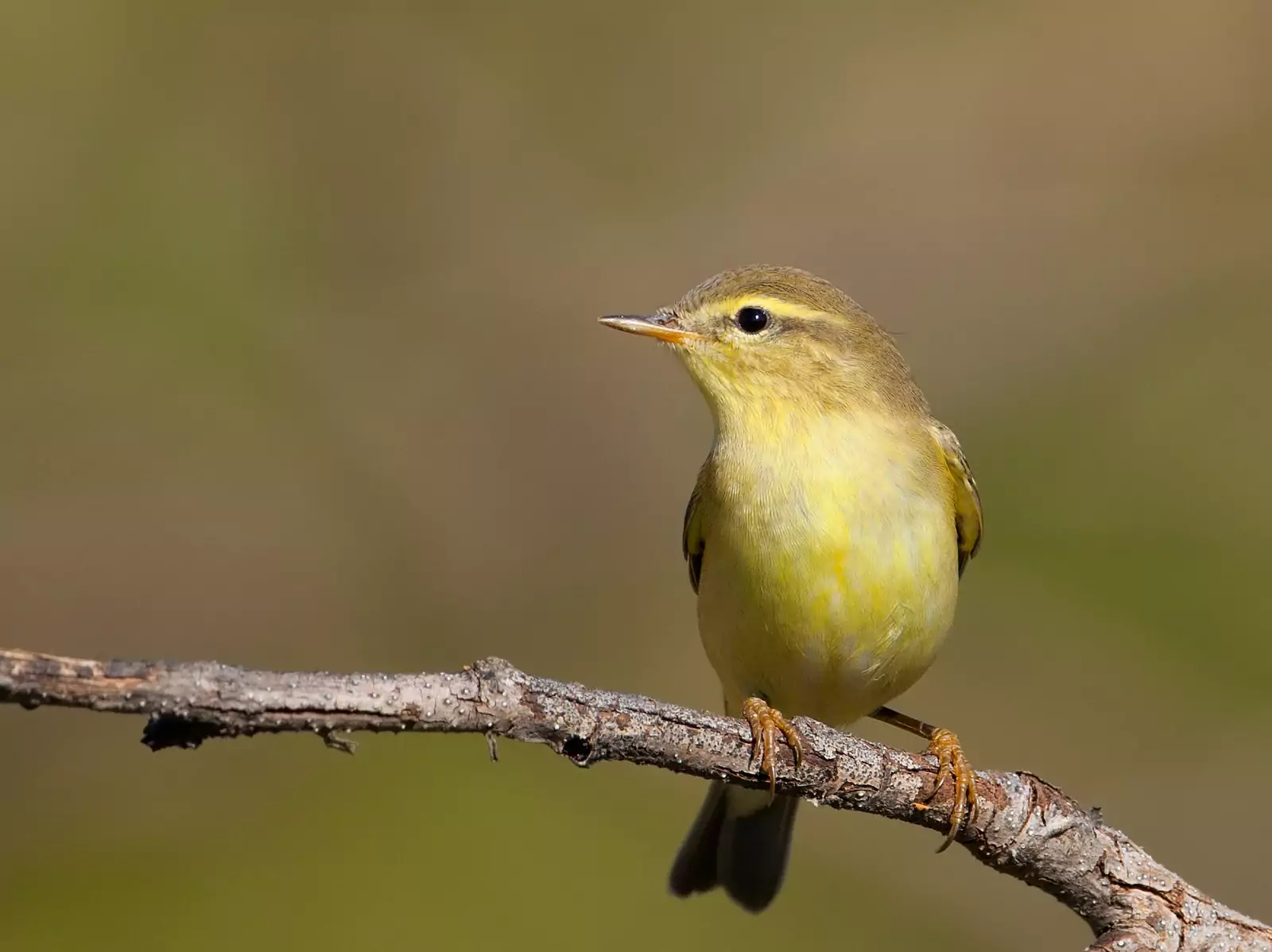 Пеночка-трещотка Птицы Крыма Пеночка-трещотка Птицы Крыма