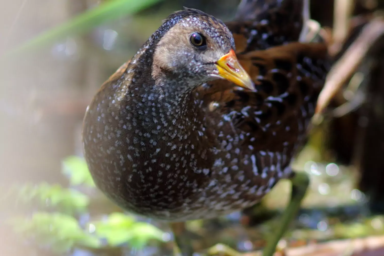 Погоныш Птицы Крыма Погоныш Птицы Крыма