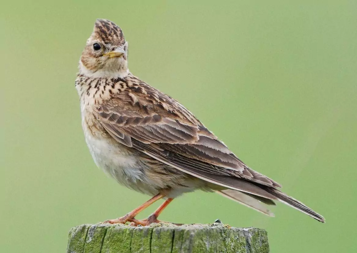 Полевой жаворонок Птицы Крыма Полевой жаворонок Птицы Крыма