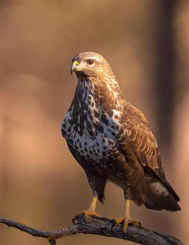 Сарыч Птицы Крыма Сарыч Птицы Крыма