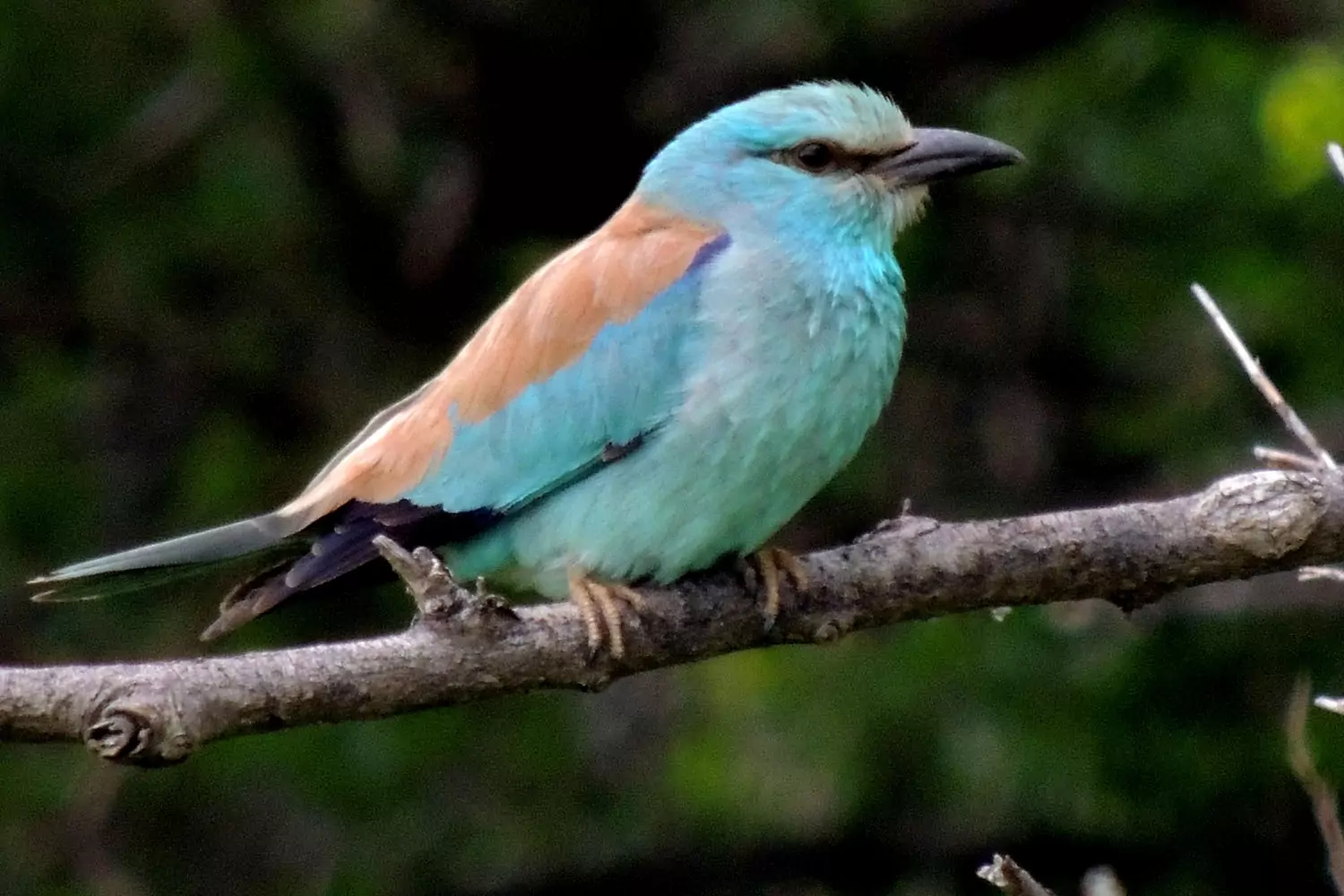 Сизоворонка Птицы Крыма Сизоворонка Птицы Крыма