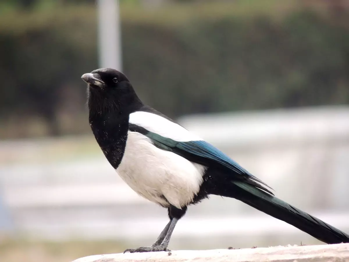 Сорока Птицы Крыма Сорока Птицы Крыма