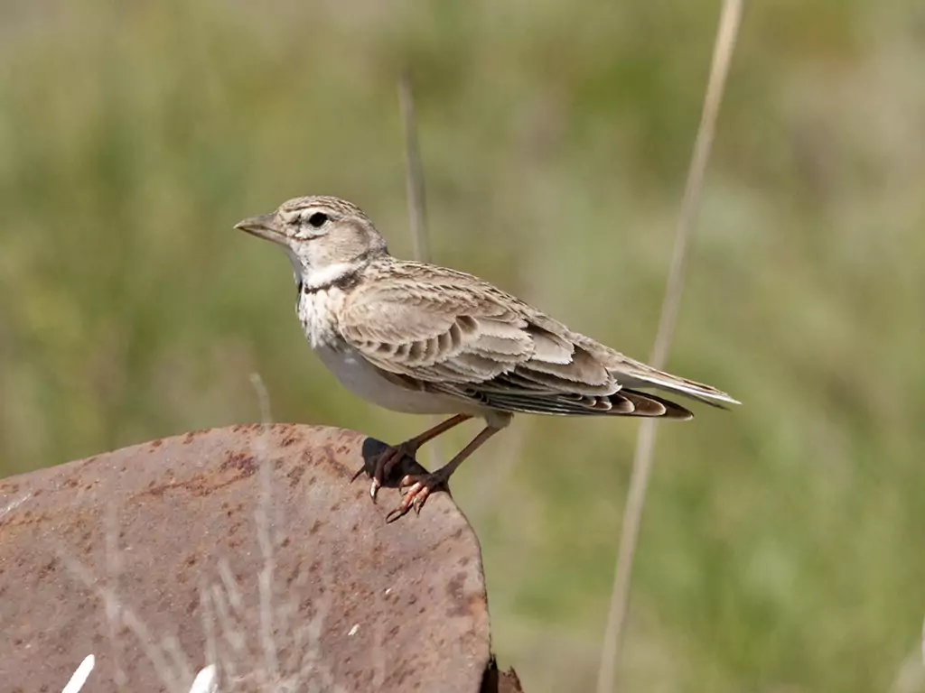 Степной жаворонок Птицы Крыма Степной жаворонок Птицы Крыма