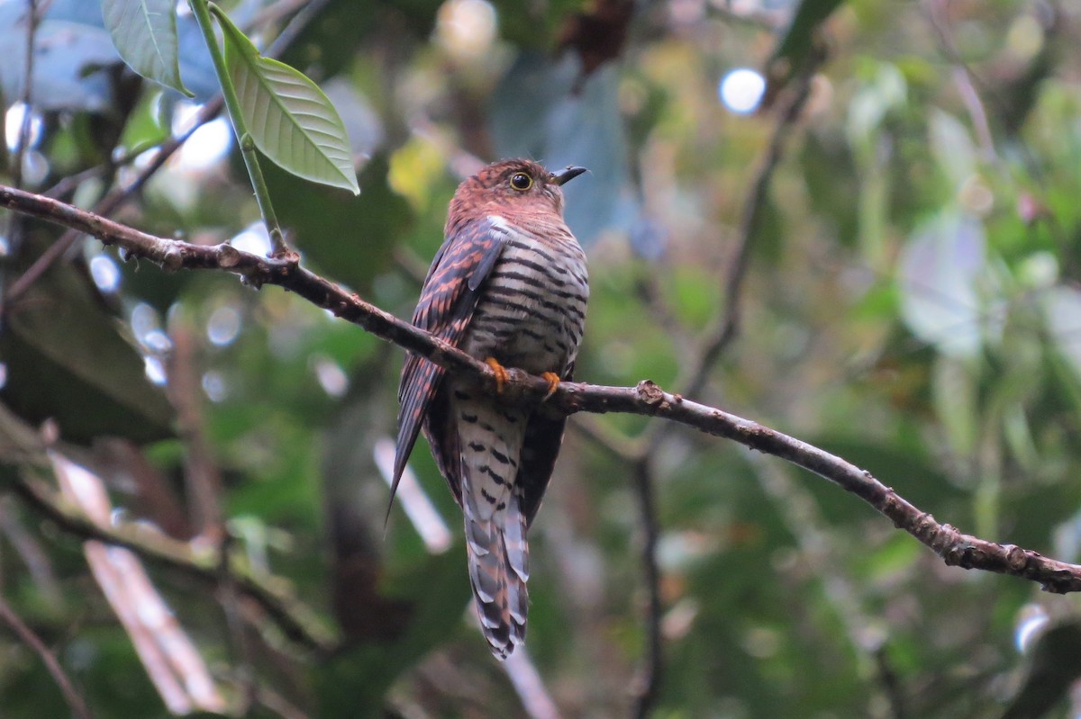 Cuculus lepidus Малайская кукушка