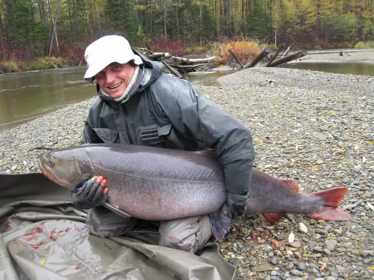 Таймень образ жизни