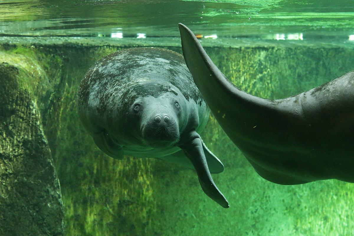 Trichechus senegalensis африканский ламантин