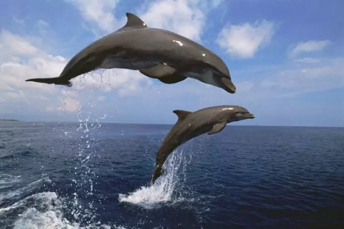 Афалина обыкновенная (Tursiops truncatus) фото Афалина обыкновенная (Tursiops truncatus)