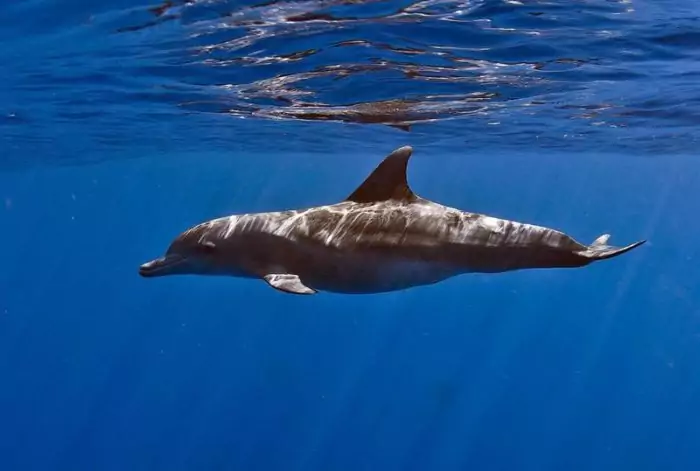Черноморская афалина (Tursiops truncatus ponticus) фото Черноморская афалина (Tursiops truncatus ponticus)