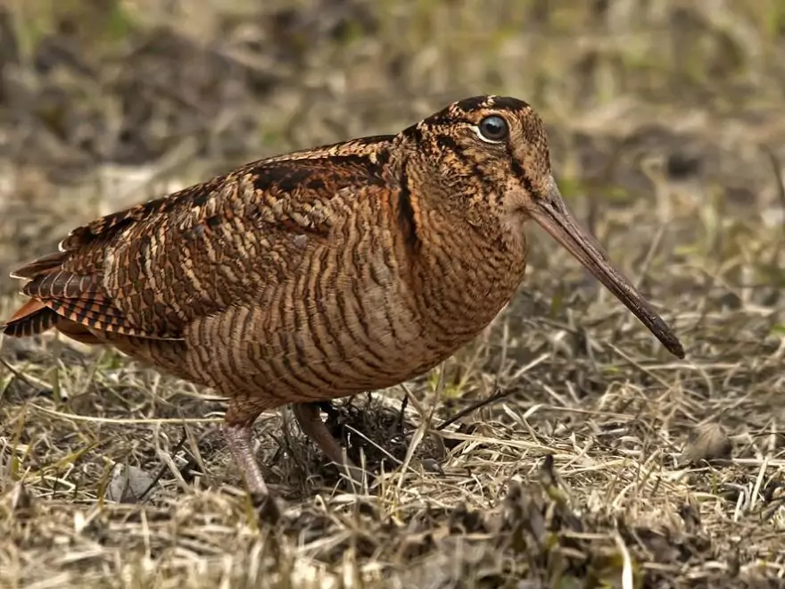 Вальдшнеп Птицы Крыма Вальдшнеп Птицы Крыма