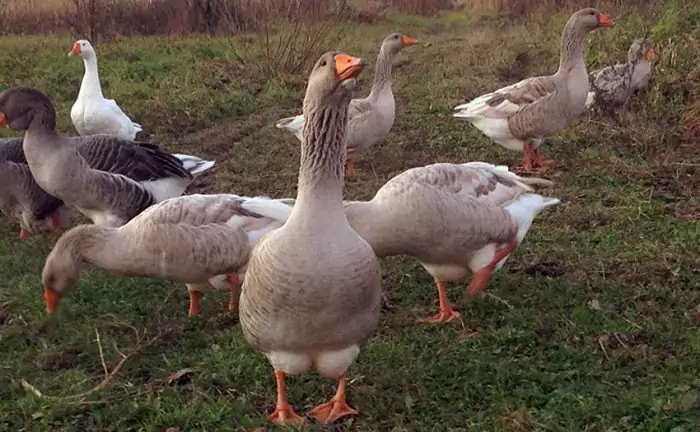 Владимирская глинистая порода гусей Владимирская глинистая порода гусей фото