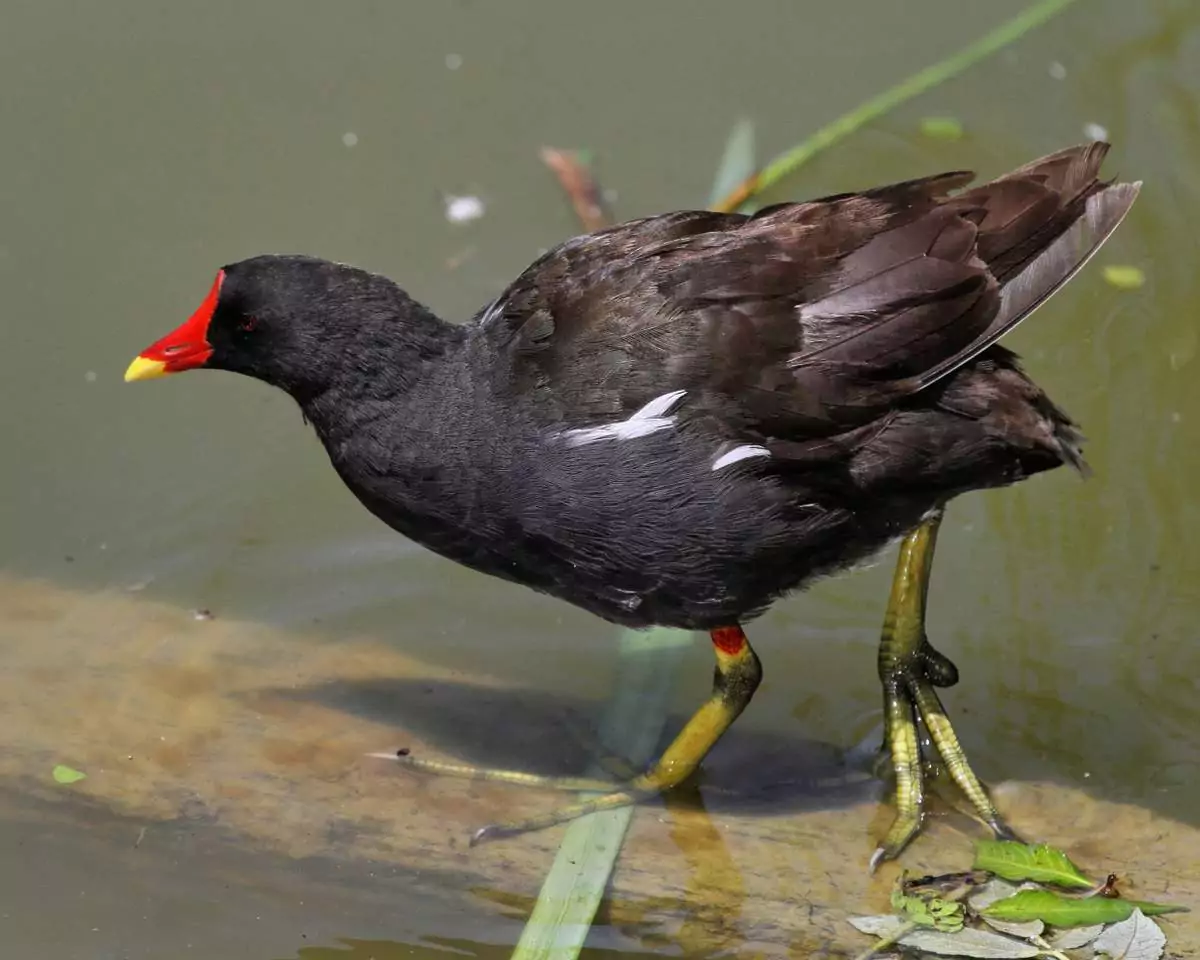 Водяная курочка Птицы Крыма Водяная курочка Птицы Крыма