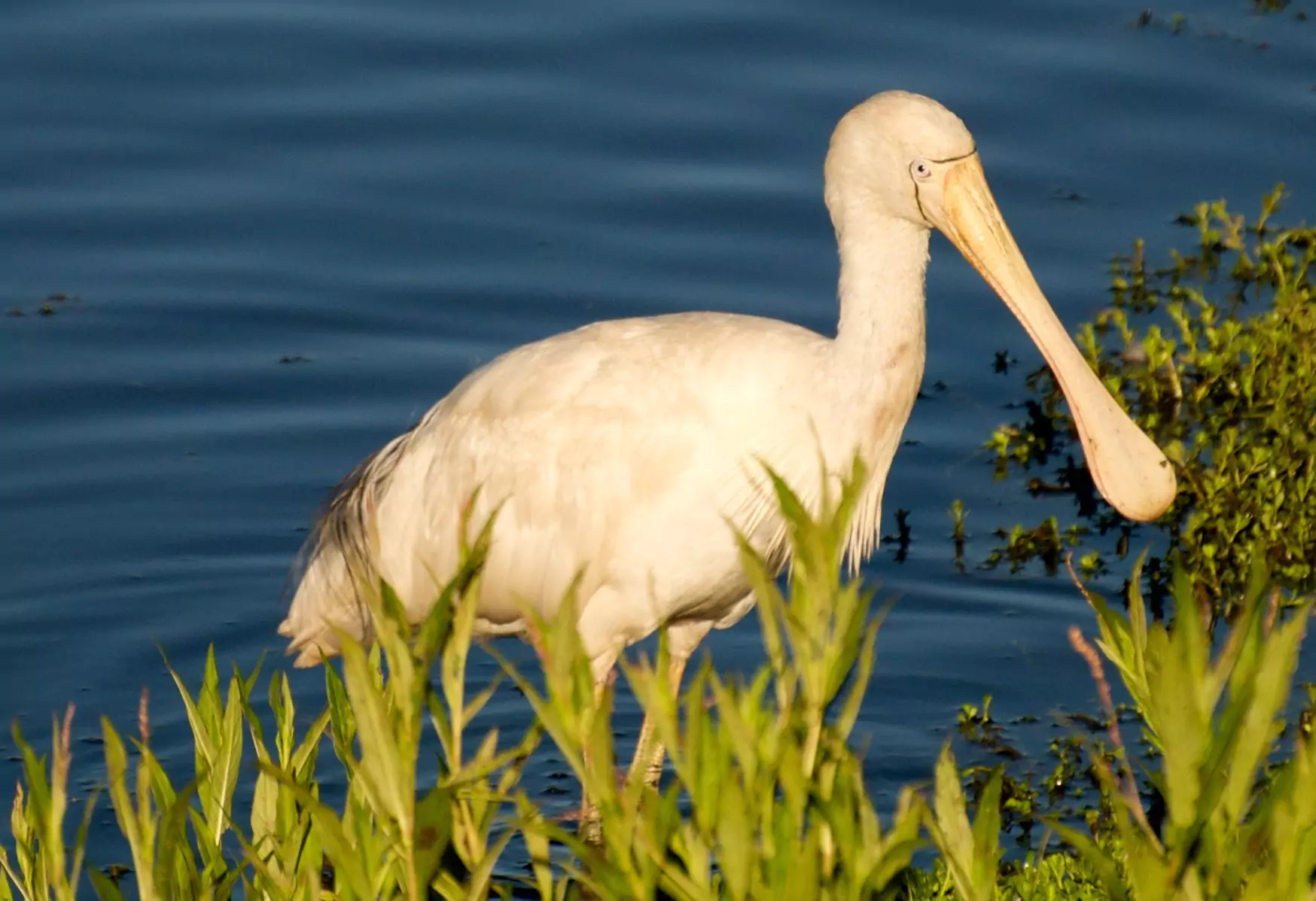 Желтоклювая колпица Желтоклювая колпица