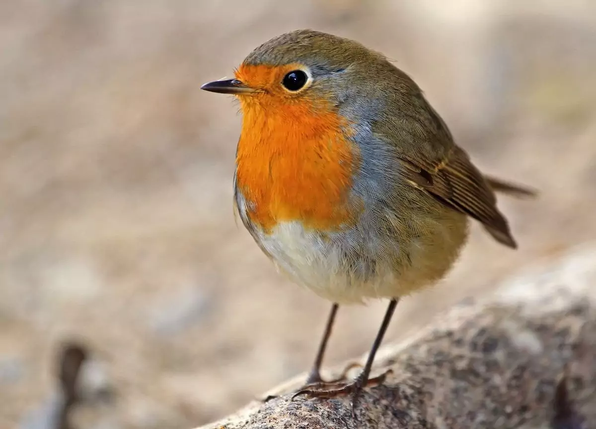 Зарянка Птицы Крыма Зарянка Птицы Крыма