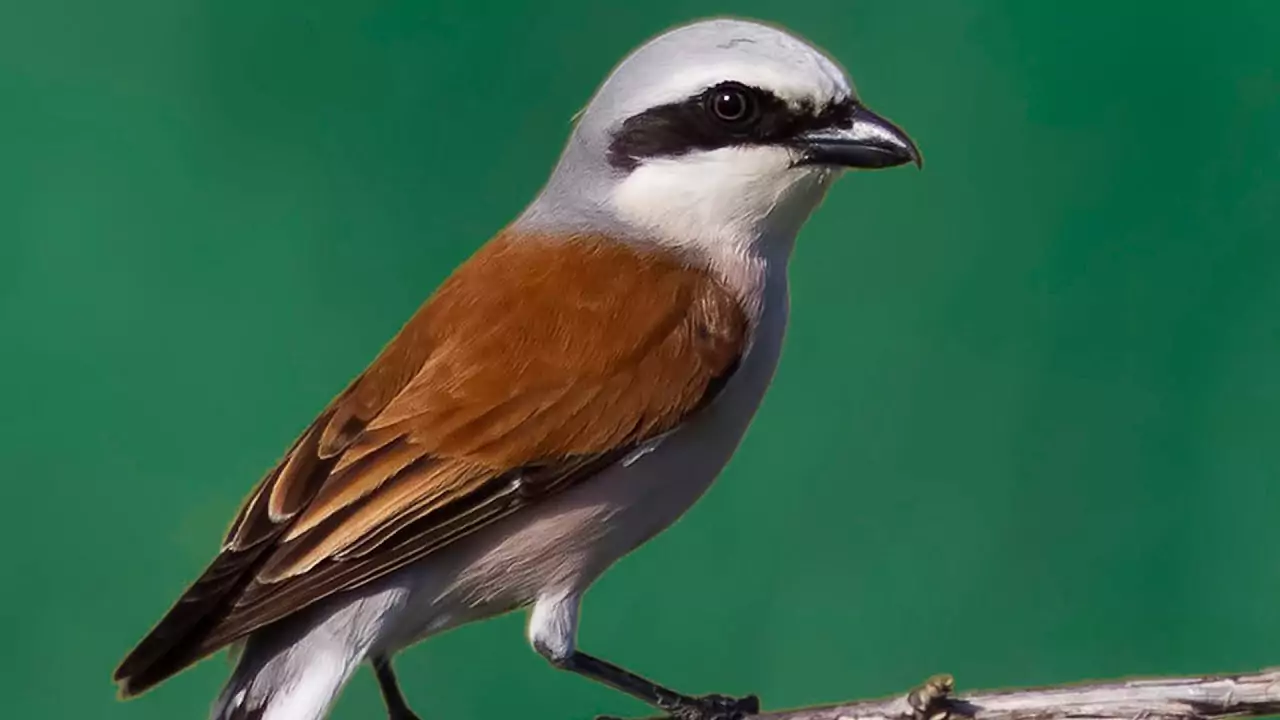 Жулан Птицы Крыма Жулан Птицы Крыма