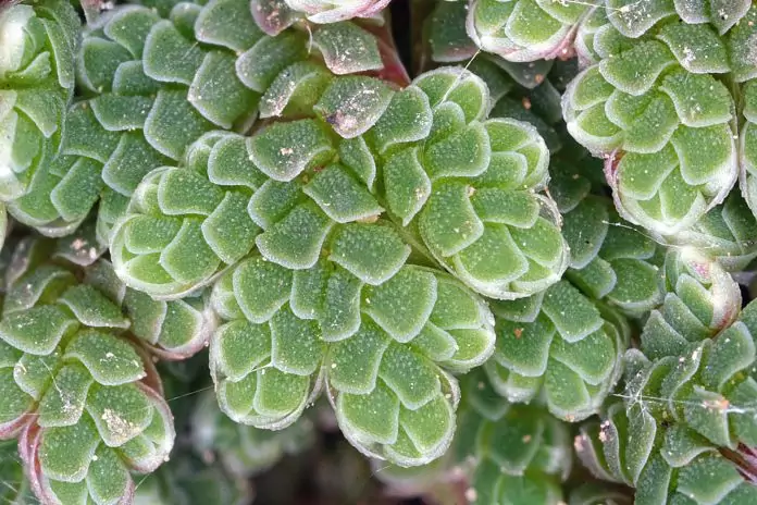 Фото азоллы мексиканской Азолла мексиканская