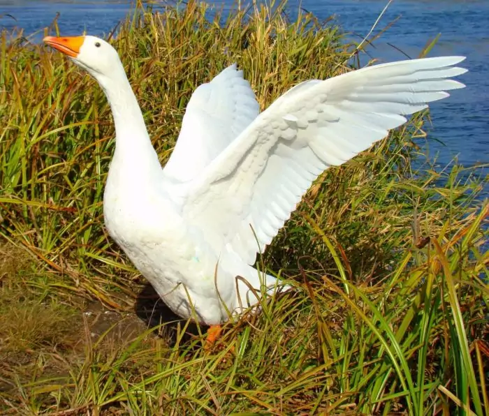 Адлерский гусь Адлерский гусь фото