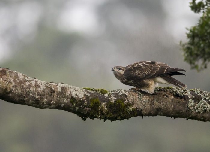 Африканский горный канюк (Buteo oreophilus) Африканский горный канюк (Buteo oreophilus) фото