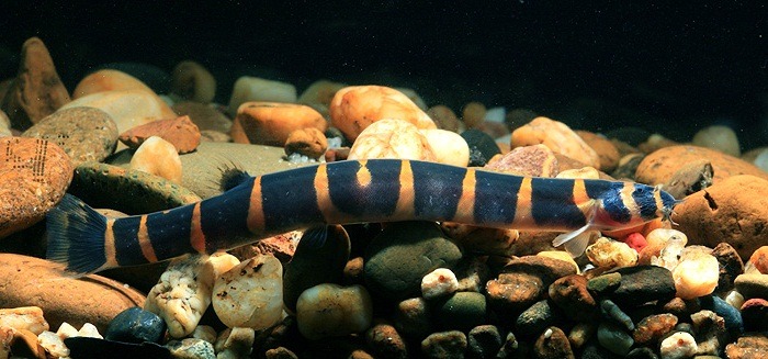 Акантофтальмус Майерса Акантофтальмус Майерса фото