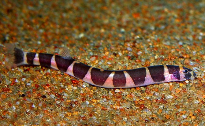 Акантофтальмус полуопоясанный Акантофтальмус полуопоясанный фото