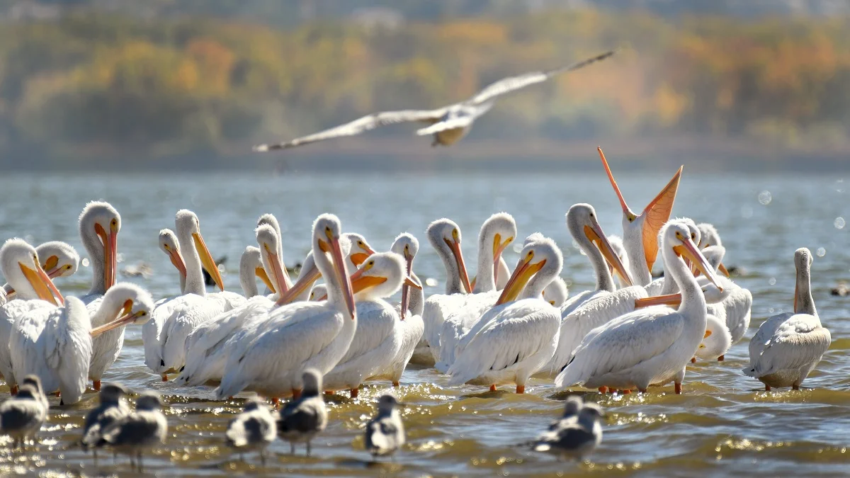Зимовки розовых пеликанов розовый пеликан птица