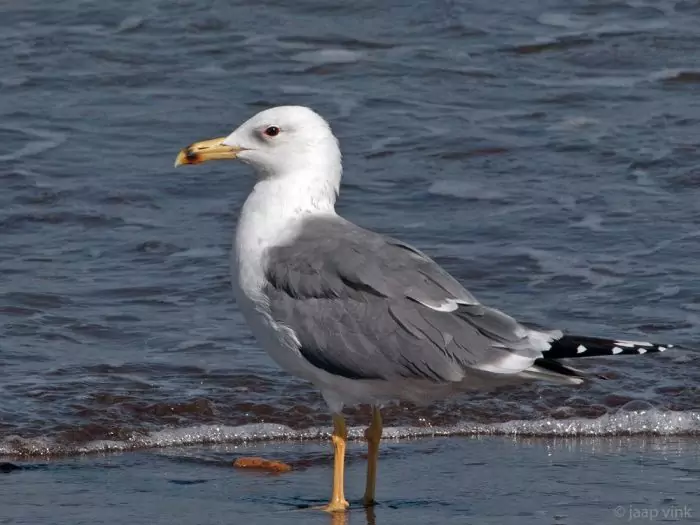 Армянская или севанская серебристая чайка (Larus armenicus) Армянская или севанская серебристая чайка (Larus armenicus) фото