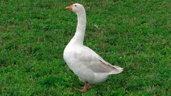 Арзамасский гусь Арзамасский гусь фото