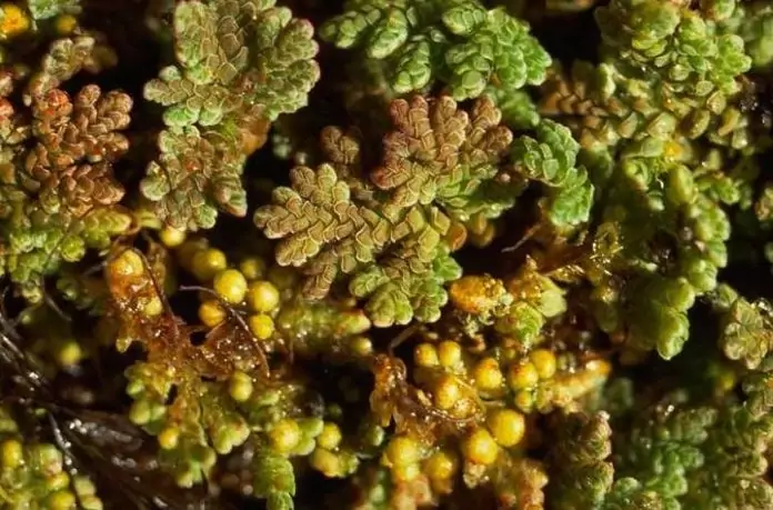 Нильская азолла Азолла нильская