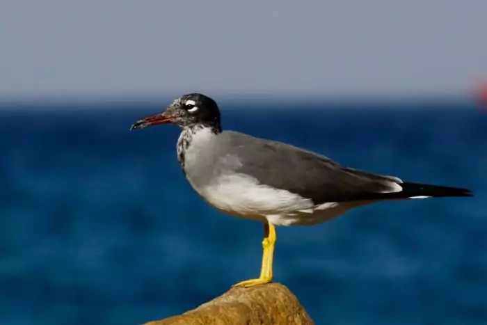 Белоглазая или красноморская чайка (Larus leucophthalmus, Ichthyaetus leucophthalmus) Белоглазая или красноморская чайка (Larus leucophthalmus, Ichthyaetus leucophthalmus) фото
