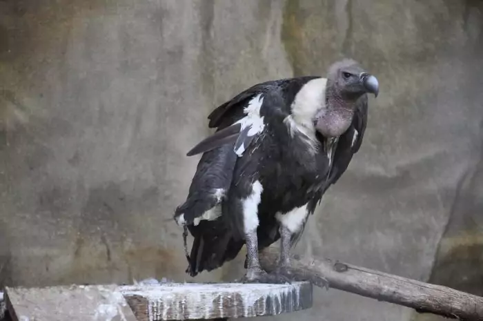 Бенгальский гриф (Gyps bengalensis) Бенгальский гриф (Gyps bengalensis) фото