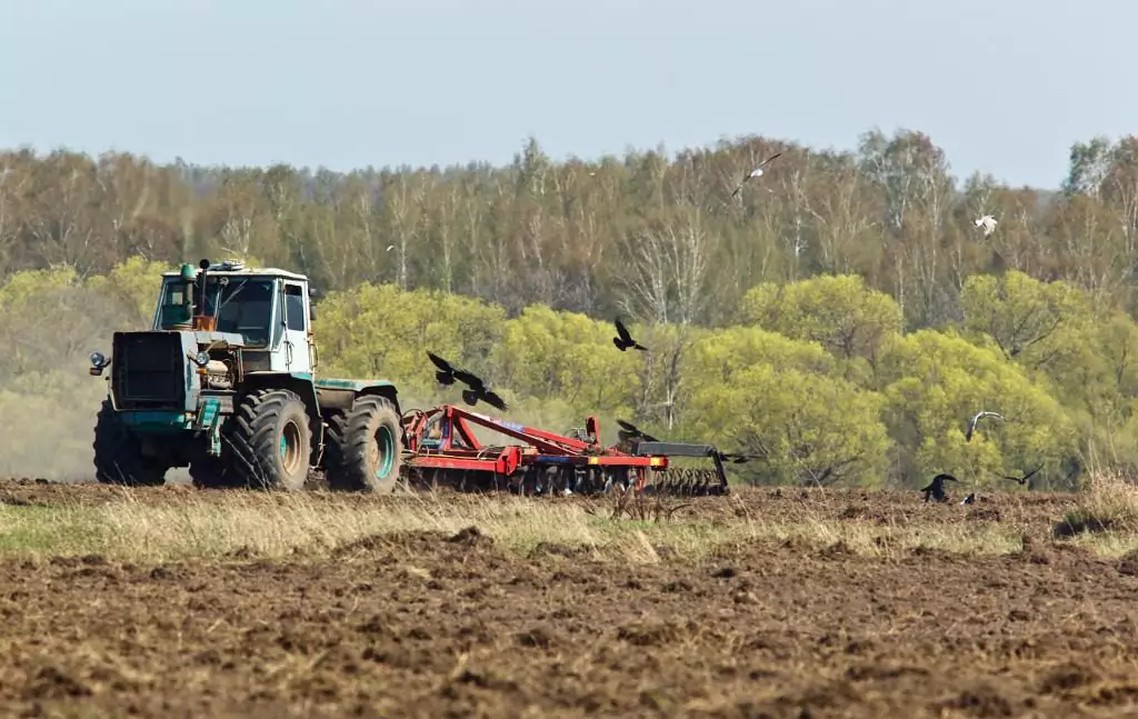 Интересные факты о грачах грач птица