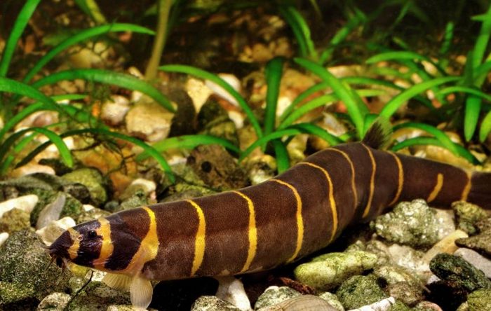 Болезни акантофтальмуса Болезни акантофтальмуса фото