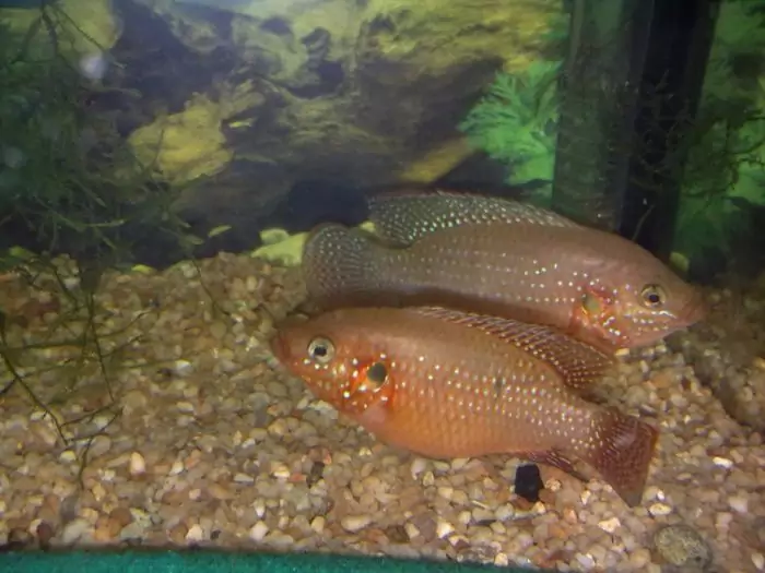 Болезни хромисов-красавцев Болезни хромисов-красавцев фото