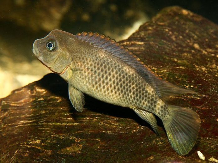 Болезни львиноголовых цихлид фото Болезни львиноголовых цихлид