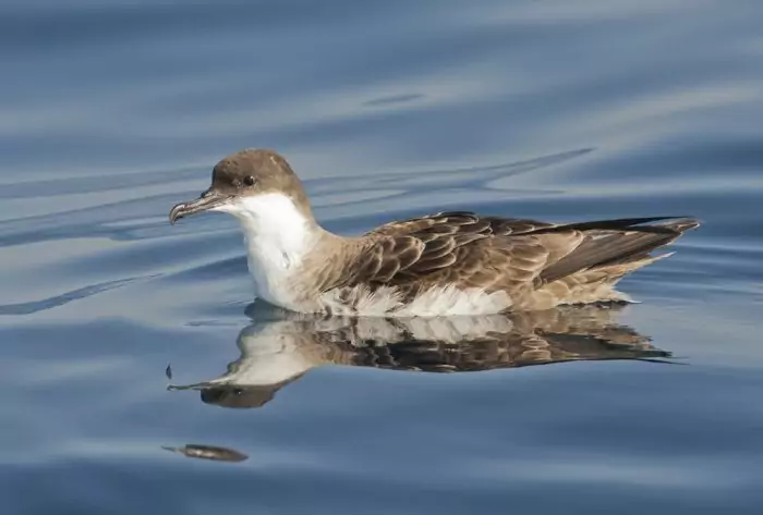 Большой пестробрюхий буревестник Большой пестробрюхий буревестник фото