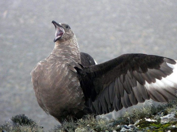 Большой поморник (Catharacta skua) Большой поморник (Catharacta skua) фото