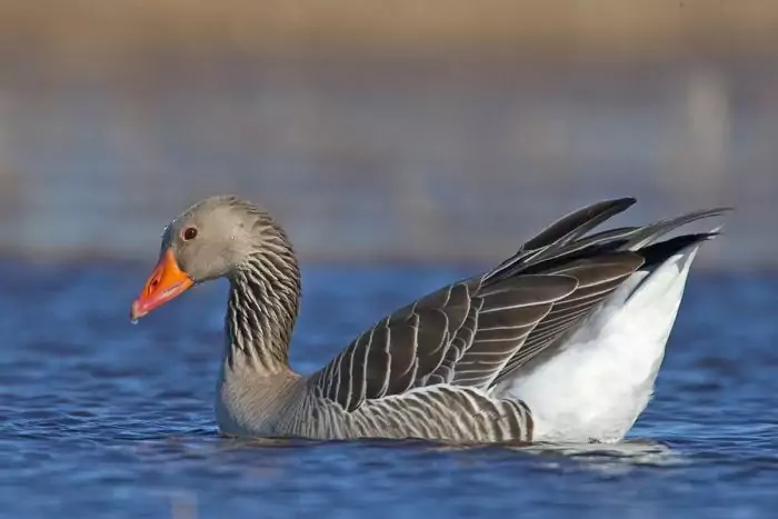 Крупный серый гусь Крупный серый гусь фото