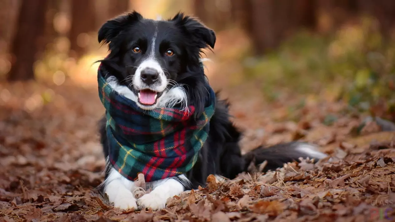 бордер колли шарфом на шее