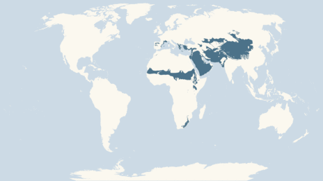 Распространение бородача Распространение бородача фото