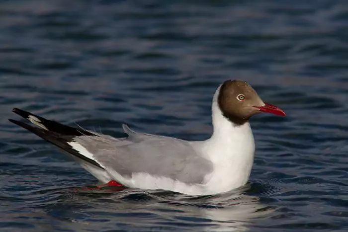 Буроголовая чайка (Chroicocephalus brunnicephalus) Буроголовая чайка (Chroicocephalus brunnicephalus) фото